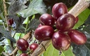 COLOMBIA Huila Finca El Diviso - [WBC 2023 Cup Winner] G1 Premium