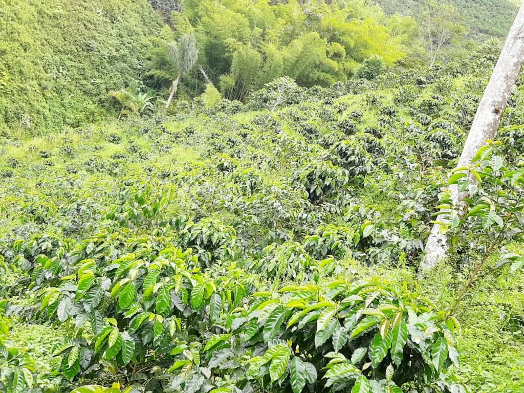 COLOMBIA Huila Finca El Diviso - [WBC 2023 Cup Winner] G1 Premium