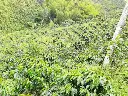 COLOMBIA Huila Finca El Diviso - [WBC 2023 Cup Winner] G1 Premium