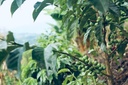 COLOMBIA Huila Finca El Diviso - [WBC 2023 Cup Winner] G1 Premium