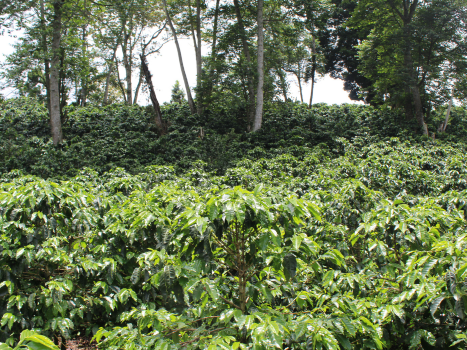 HONDURAS Santa Barbara Parainema Anaerobic [4th Place 2022 WBC)]