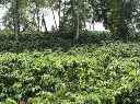 HONDURAS Santa Barbara Parainema Anaerobic [4th Place 2022 WBC)]