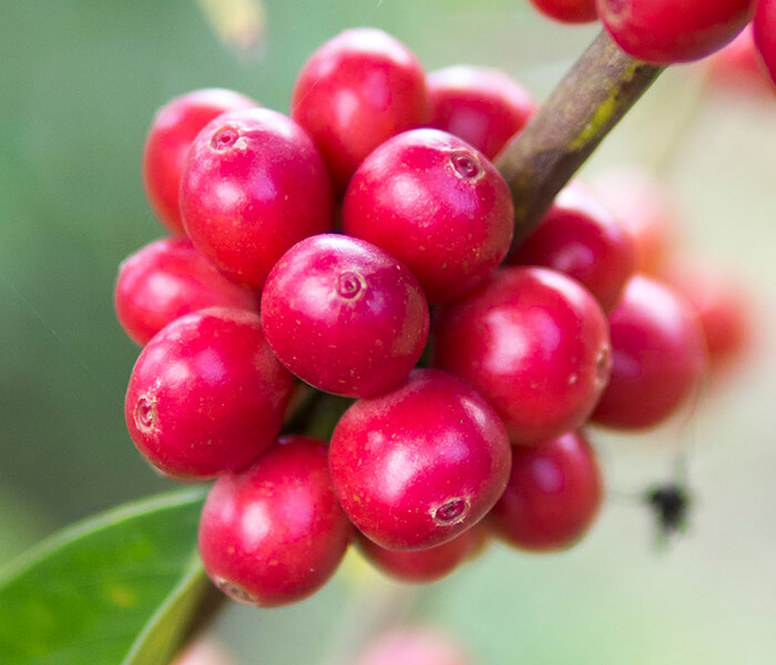 ETHIOPIA Wild Gori Forest Geisha G1