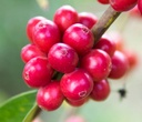 ETHIOPIA Wild Gori Forest Geisha G1