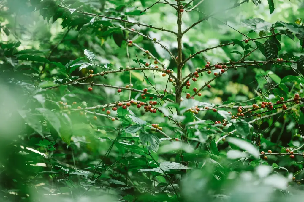 ETHIOPIA Wild Gori Forest Geisha G1