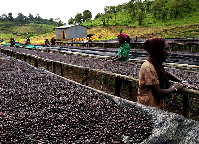 ETHIOPIA Wild Gori Forest Geisha G1