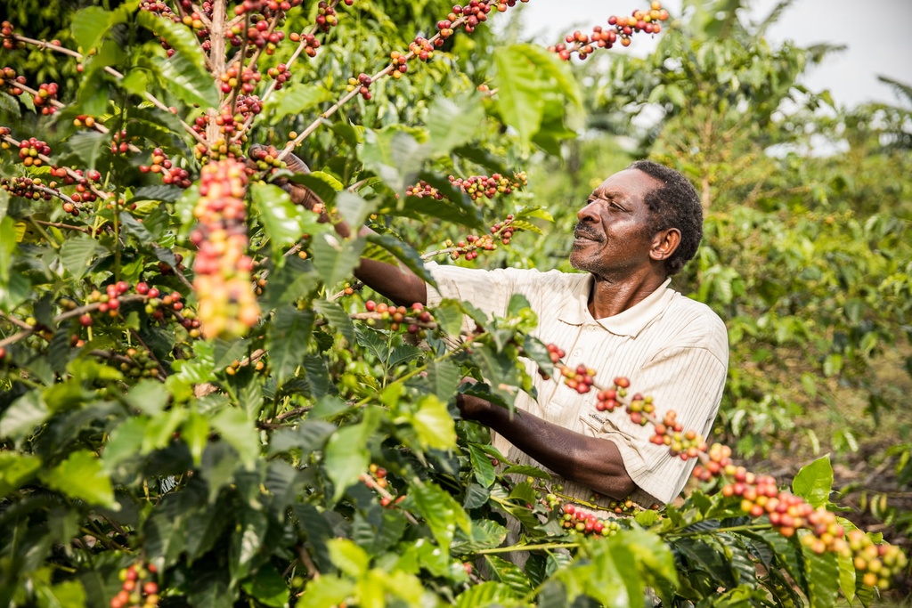 ETHIOPIA Keffa Geisha Washed G1