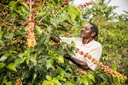 ETHIOPIA Keffa Geisha Washed G1