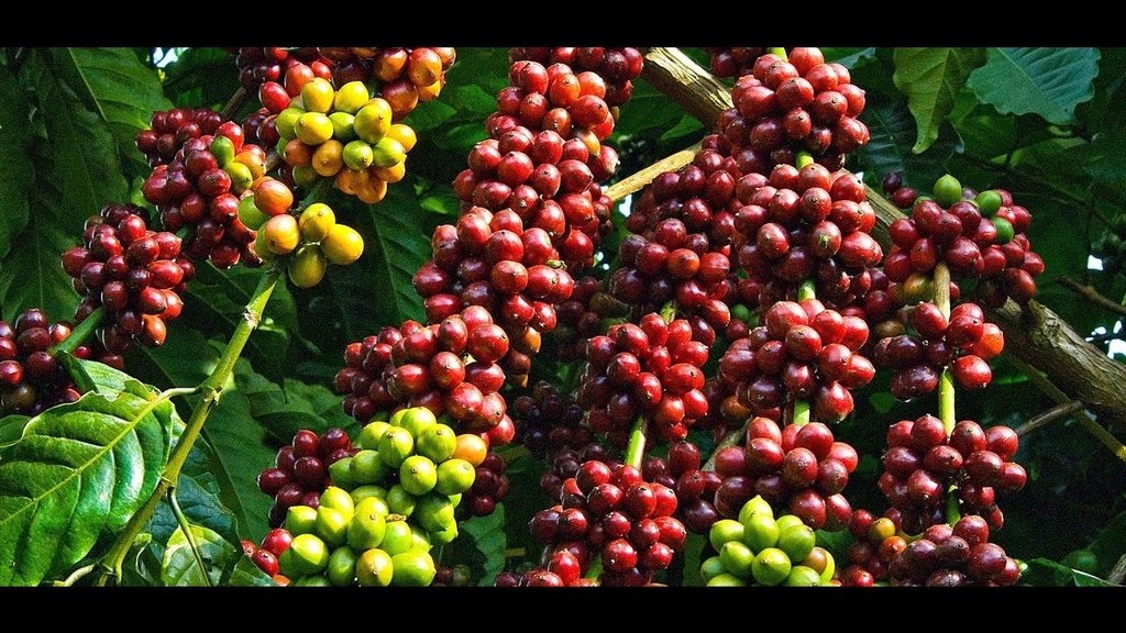 VIETNAM Lâm Đồng Blend - 80% Bảo Lộc Robusta / 20% Cầu Đất Arabica