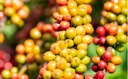 🪵 100% Robusta Dak Lak