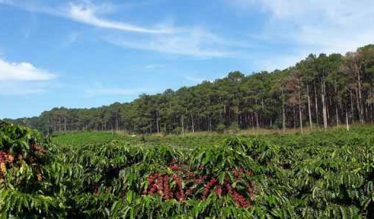 🪵 100% Robusta Dak Lak