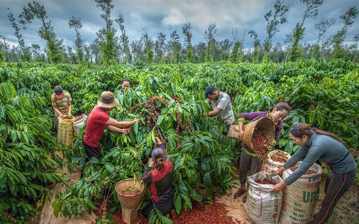 🪵 100% Robusta Dak Lak