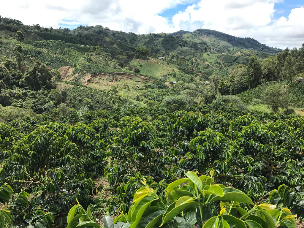 🌹 COLOMBIA Huila Finca Monteblanco Geisha G1 PREMIUM