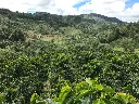🌹 COLOMBIA Huila Finca Monteblanco Geisha G1 PREMIUM