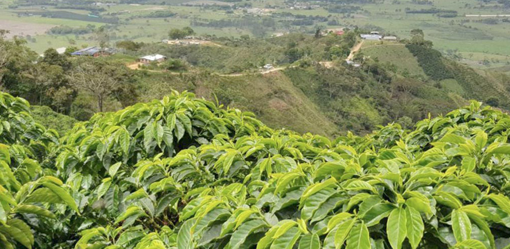 🌹 COLOMBIA Huila Finca Monteblanco Geisha G1 PREMIUM