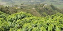 🌹 COLOMBIA Huila Finca Monteblanco Geisha G1 PREMIUM