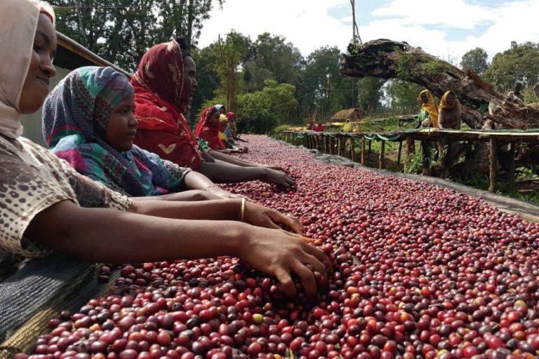ETHIOPIA Sidamo Yirgacheffe G2 *Best Seller*