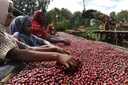 ETHIOPIA Sidamo Yirgacheffe G2 *Best Seller*