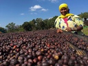 ETHIOPIA Sidamo Yirgacheffe G2 *Best Seller*